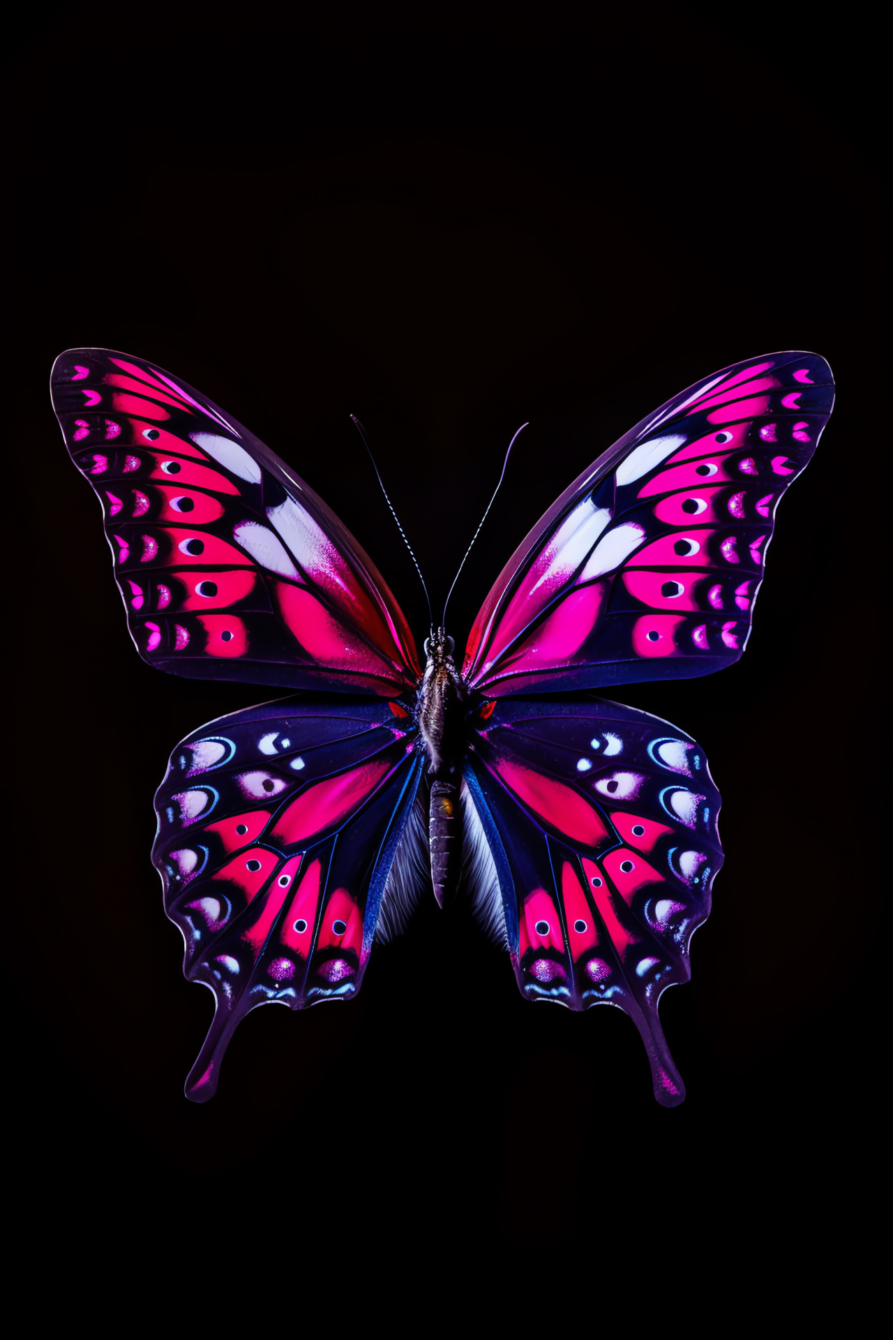 Winged Insect, Fuchsia-purple wings, Onyx backdrop, Nature's artwork, Lively chromatic display, HD Phone Wallpaper