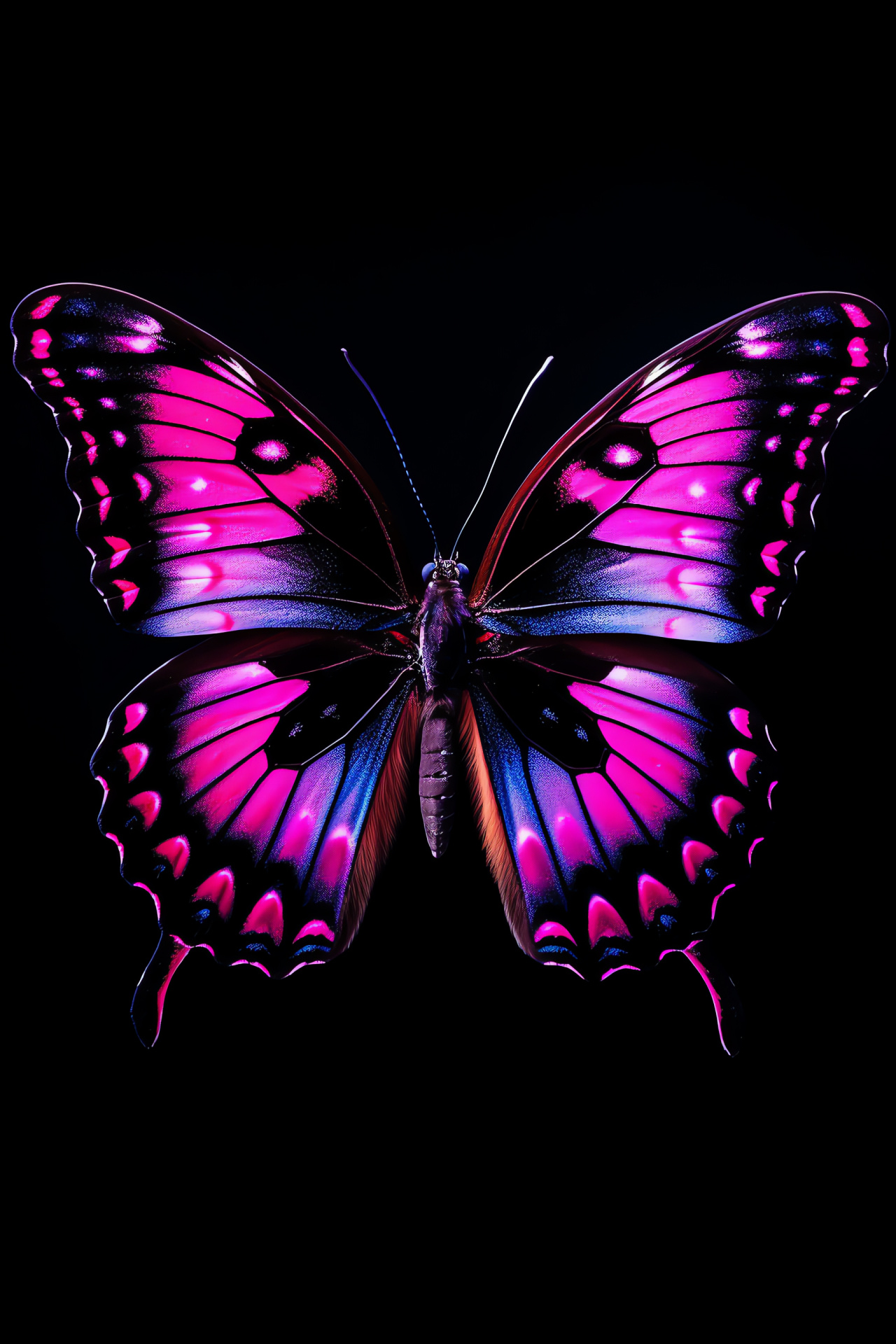 Pink Wings Takeoff, Vivid Butterfly flight, Black canvas contrast, Wing pattern intricacy, Natural vibrancy, HD Phone Wallpaper