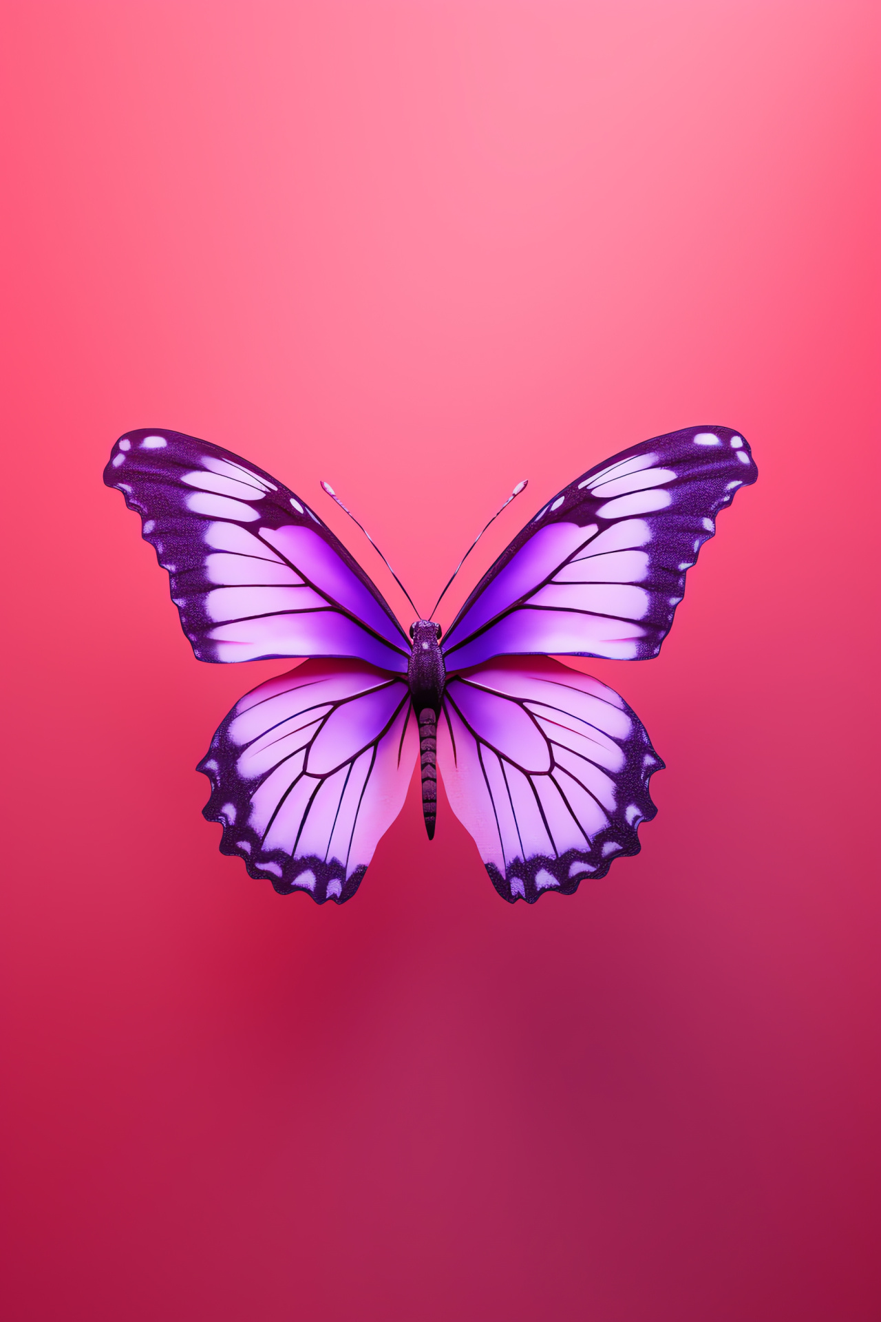 Pink and Purple Butterfly, spirited flight, natural vibrance, suspended beauty, lepidopteran specter, HD Phone Image