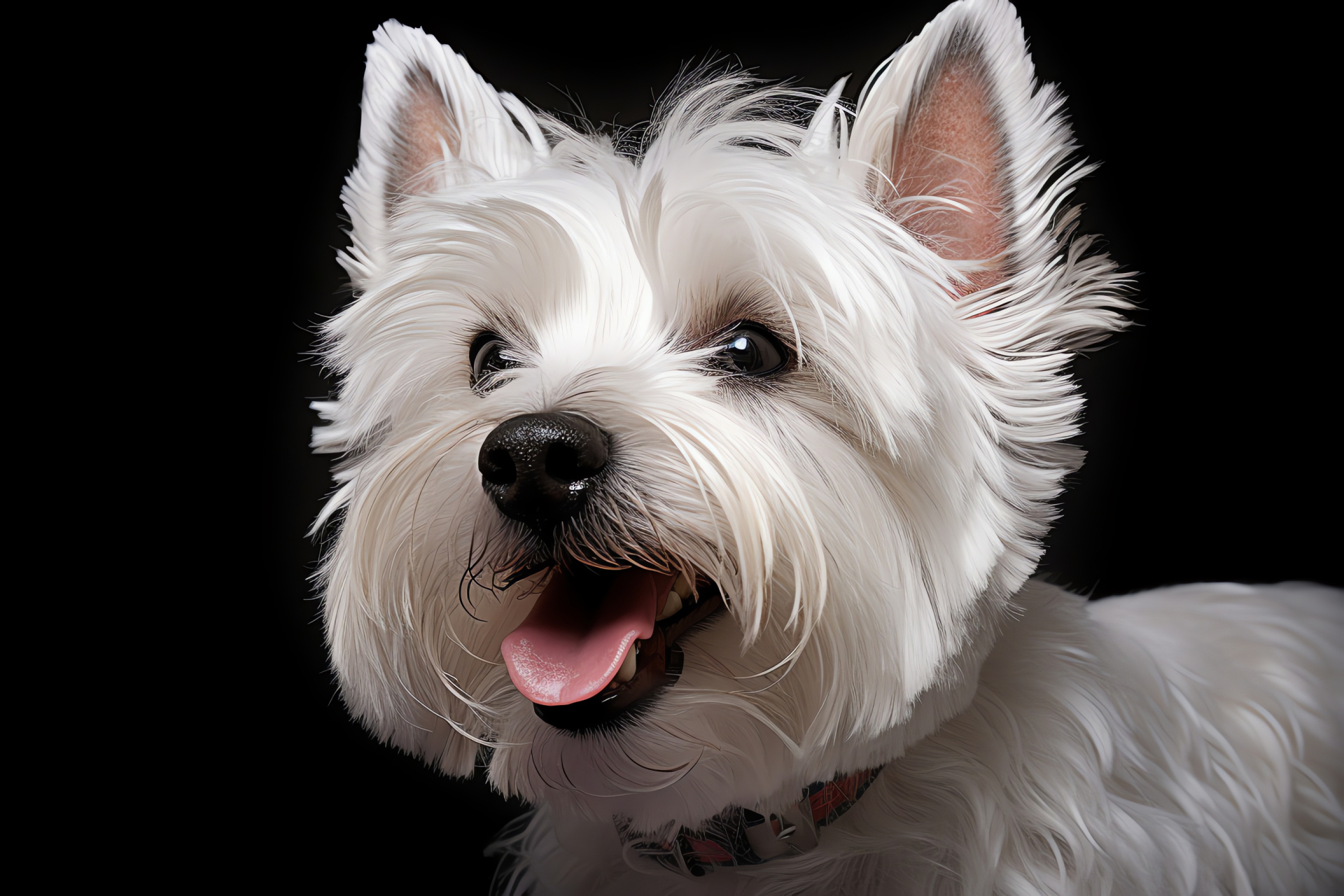 West Highland Terrier, Fluffy canine, Dog's facial expressions, Studio lighting, Animal photo session, HD Desktop Wallpaper