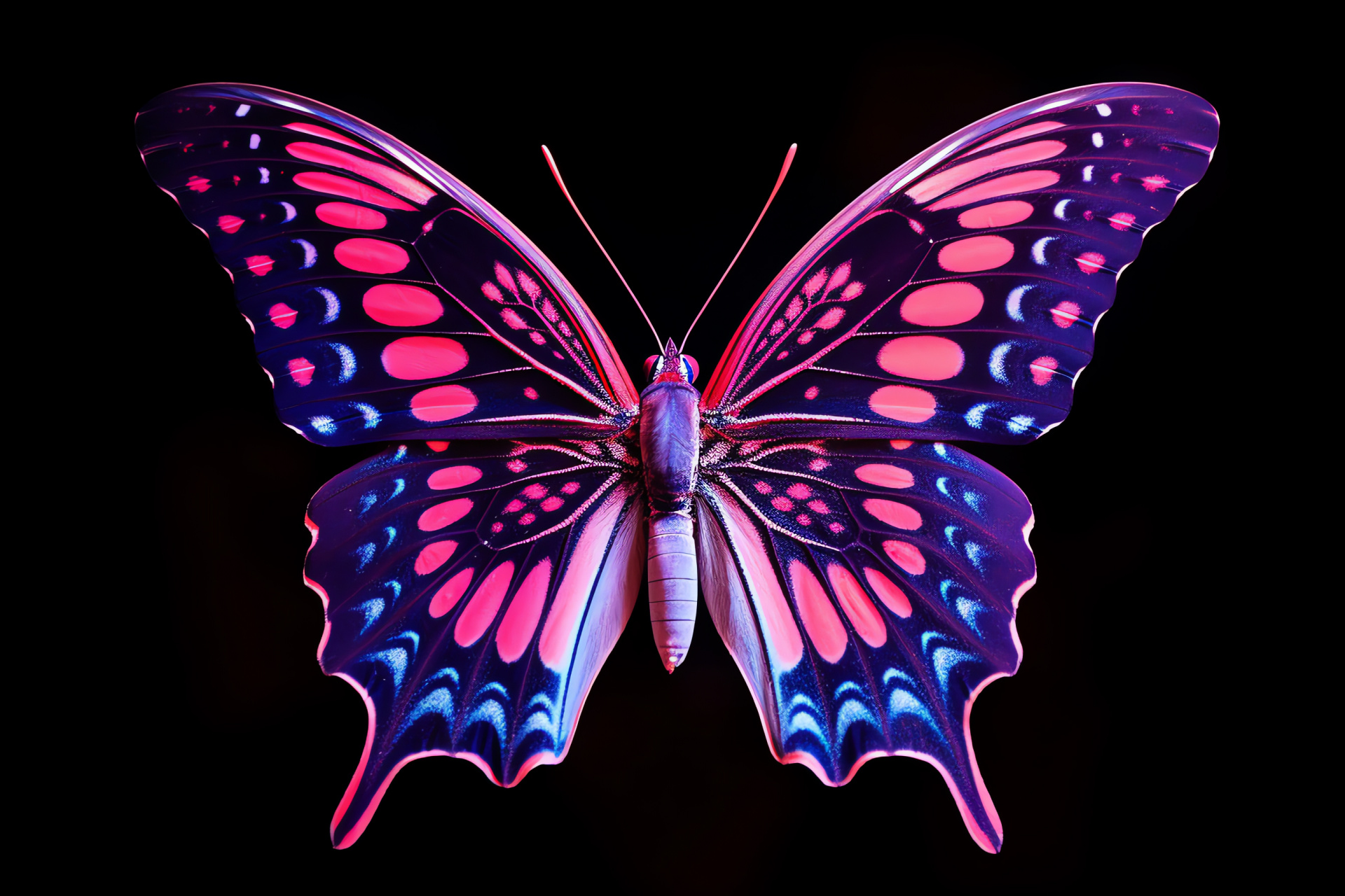 Butterfly elegance, dark backdrop setting, vivid wing art, stunning color play, breathtaking contrast, HD Desktop Wallpaper