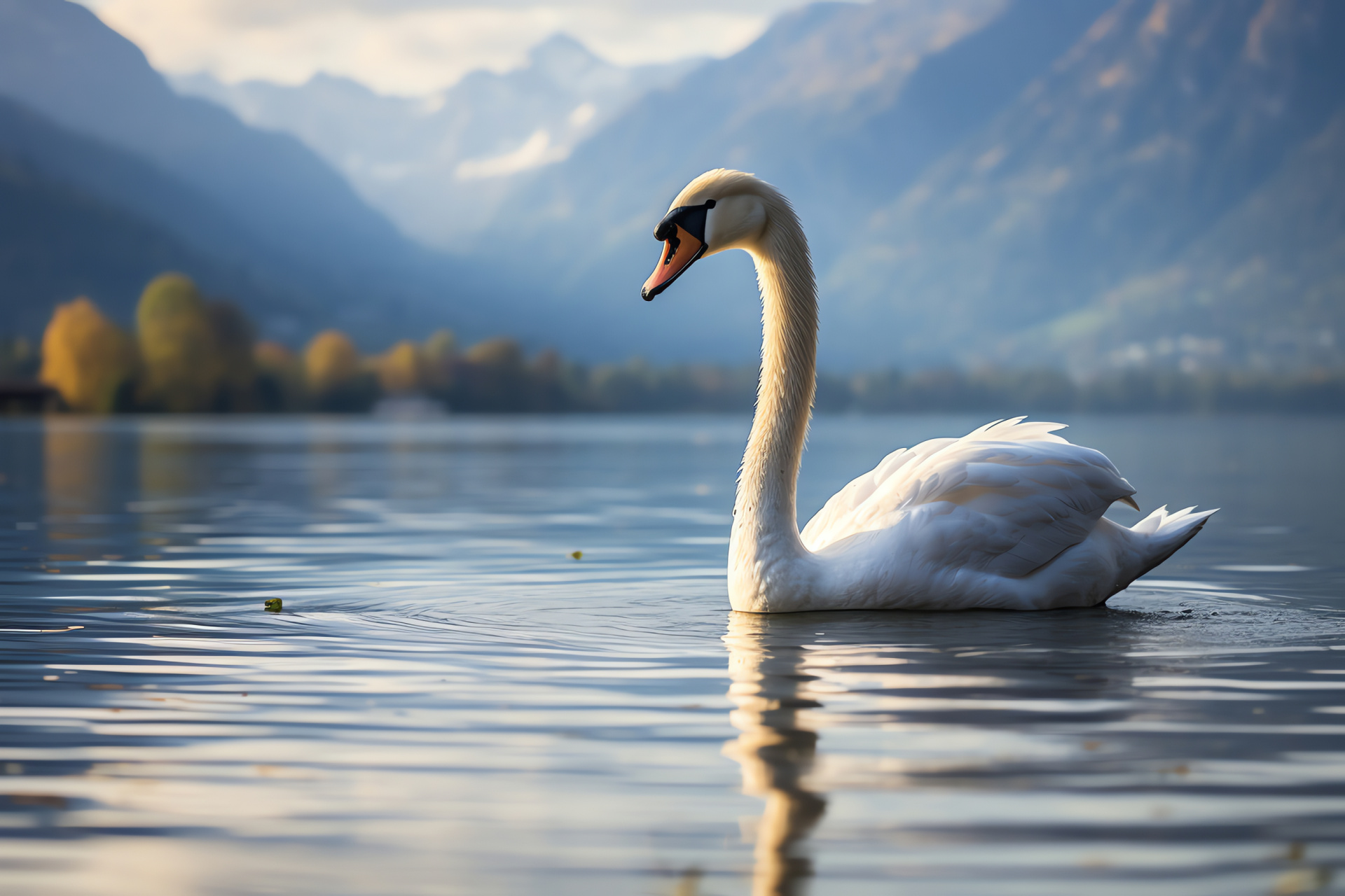 Swan in solitude, sleek bird contours, placid waters, feathery elegance, casual avian swim, HD Desktop Image