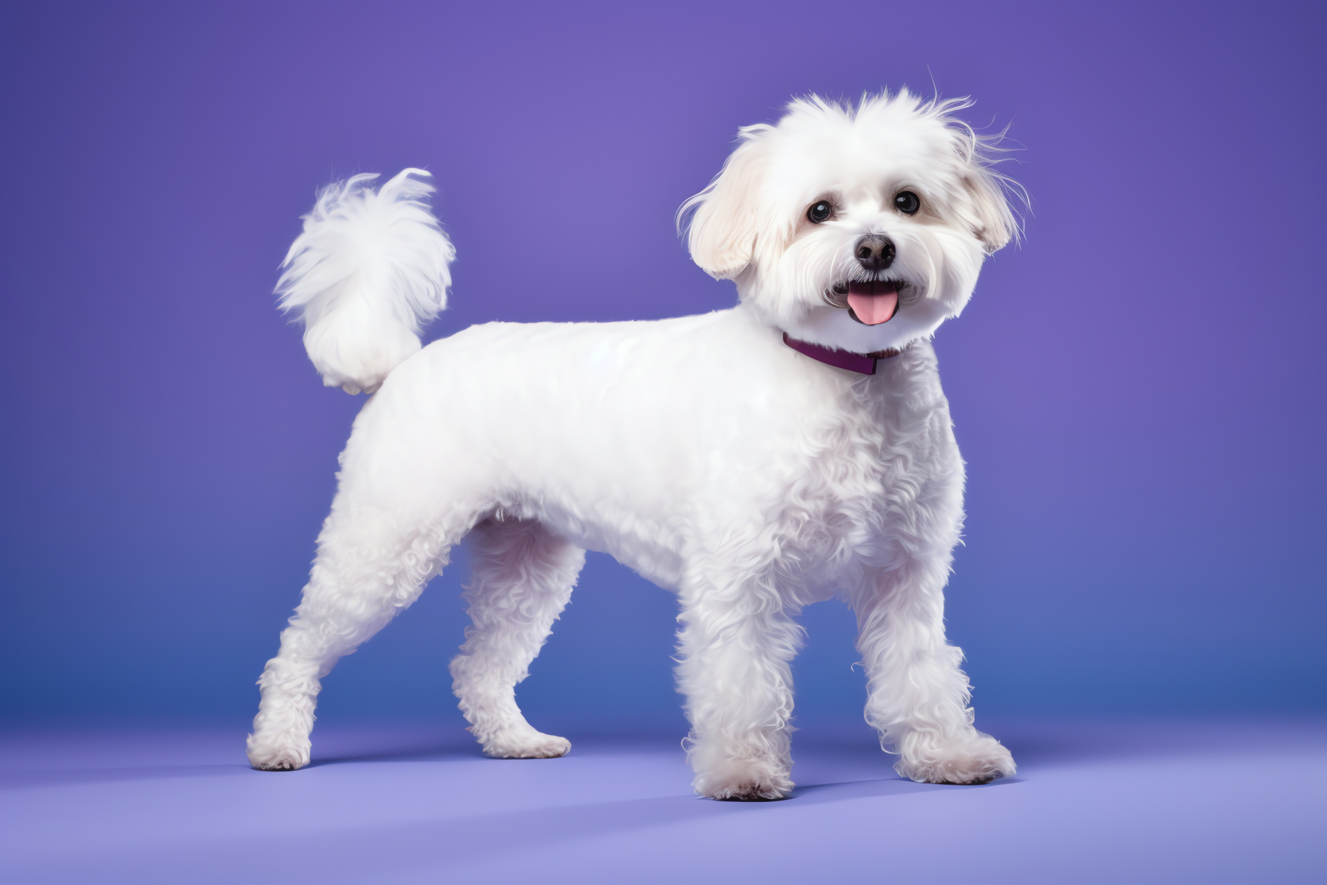 White canine, curly fur, mature dog stature, white coat, elder pet profile, HD Desktop Image